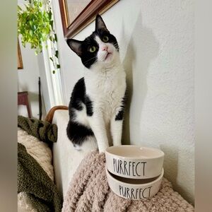 Rae Dunn Purrrfect cat food bowls set of 2